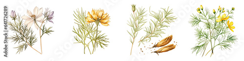 Cumin Botanical View On A Clean White Background Soft Watercolour Transparent Background
