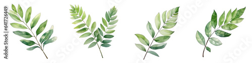 Curry leaf Botanical View On A Clean White Background Soft Watercolour Transparent Background © Riffat