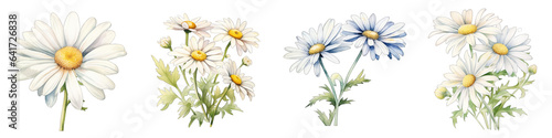 Daisy Botanical View On A Clean White Background Soft Watercolour Transparent Background