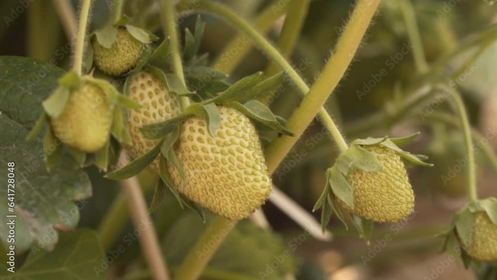 close up of green ripening strawberries on a strawberry field during golden hour. Green leaves in the background. Summer golden hour footage. close up of green ripening strawberries on a strawberry field during golden hour. Green leaves in the background. Summer golden hour footage.