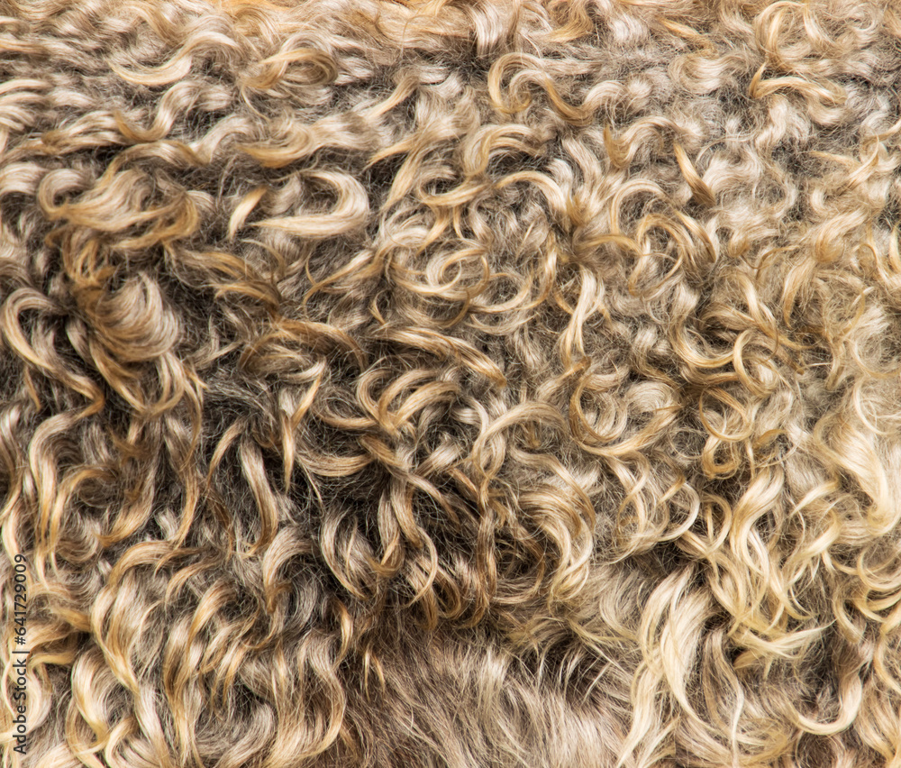 gray wool texture as background. gray wool texture as background.