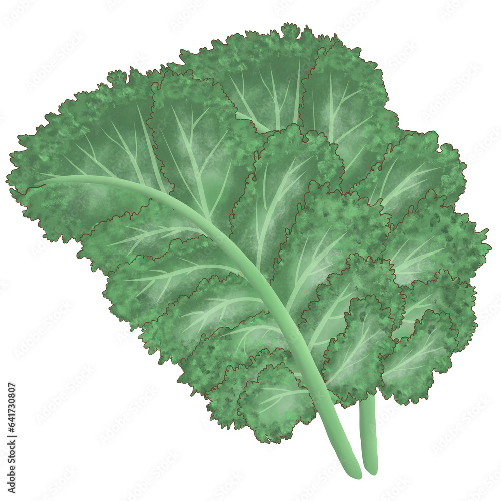 Kale leaf Kale leaf
