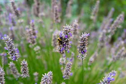 Bombo su lavanda