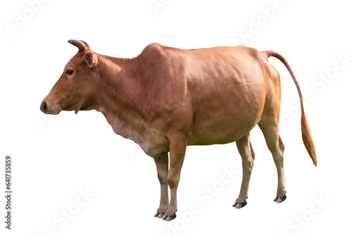 Cow beef brown color is an animal agricultural commodity standing sideways and isolated on white or transparent cutout background.