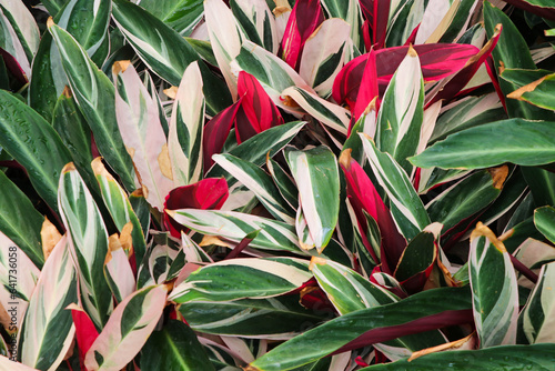 Calathea triostar beautifu Plants color with droplets