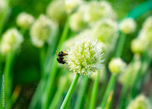 a bee sits on an onion flower in a field planted with onions