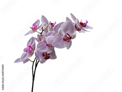 Phalaenopsis orchid cut out and isolated, moth orchid, butterfly, anggrek bulan or moon orchid fPhalaenopsis orchid, moth orchid, butterfly, anggrek bulan or moon orchid