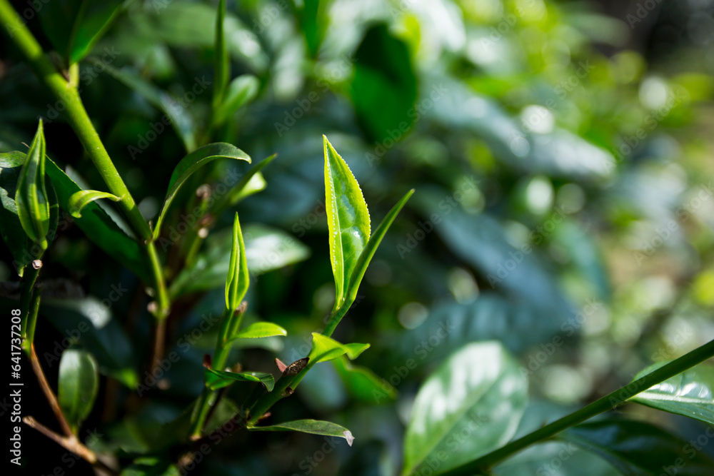 Organic green tea plantation in the north of Thailand near Chiang Mai. Organic green tea plantation in the north of Thailand near Chiang Mai.