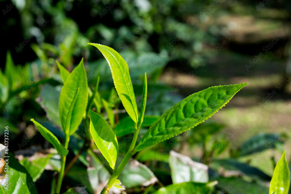 Organic green tea plantation in the north of Thailand near Chiang Mai. Organic green tea plantation in the north of Thailand near Chiang Mai.