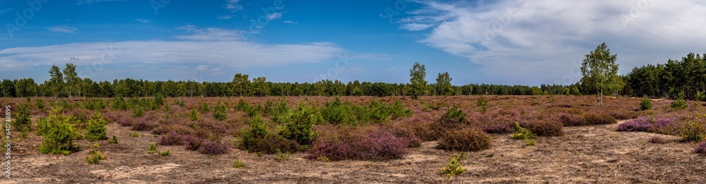 Die Göbelner Heidelandschaft in voller Blüte 1 Die Göbelner Heidelandschaft in voller Blüte 1