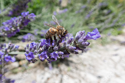 bee on lavender flower in Provence (ID: 641739668)