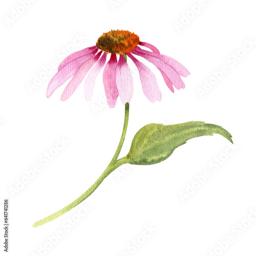 Watercolor pink flower of echinacea purpurea. Hand painted wildflowers for postcards or poligraphy photo