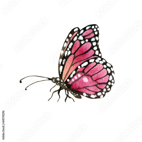 Watercolor pink garden butterfly. Hand painted illustration of nature for creative projects