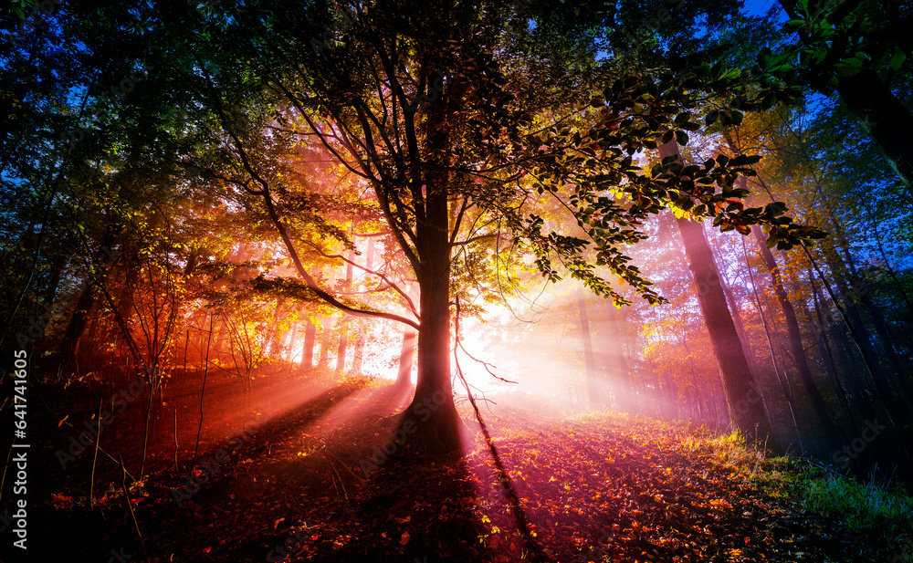 an autumnal forest and fog
