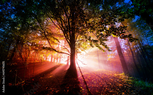 an autumnal forest and fog © Vera Kuttelvaserova