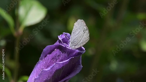 Holly Blue butterfly (Celastrina argiolus) emerging from a flower after feeding. July, Kent, UK [Slow motion x5] photo