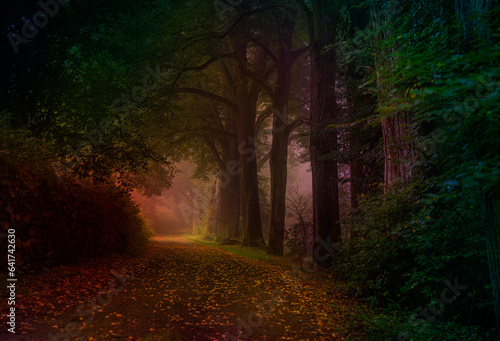 old road and big trees in fog, mystical foggy forest © Vera Kuttelvaserova