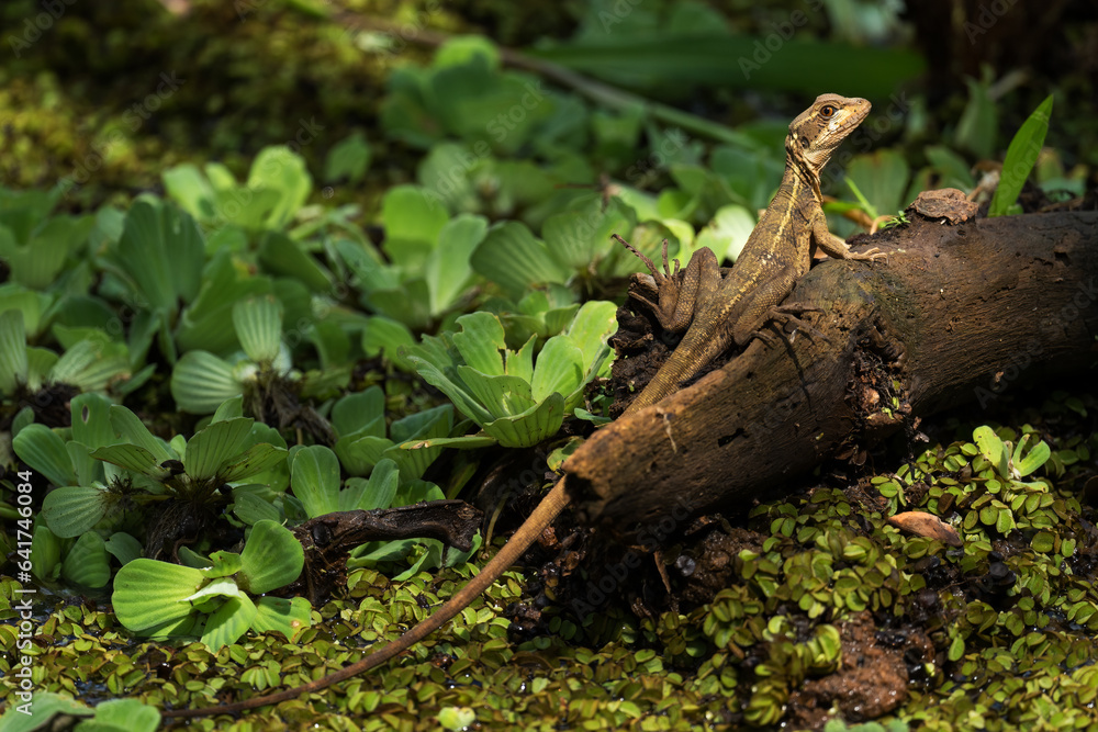 Brown Basilisk - Basiliscus vittatus, beautiful large brown lizard from Central America forests and wetlands, Gamboa, Panama.