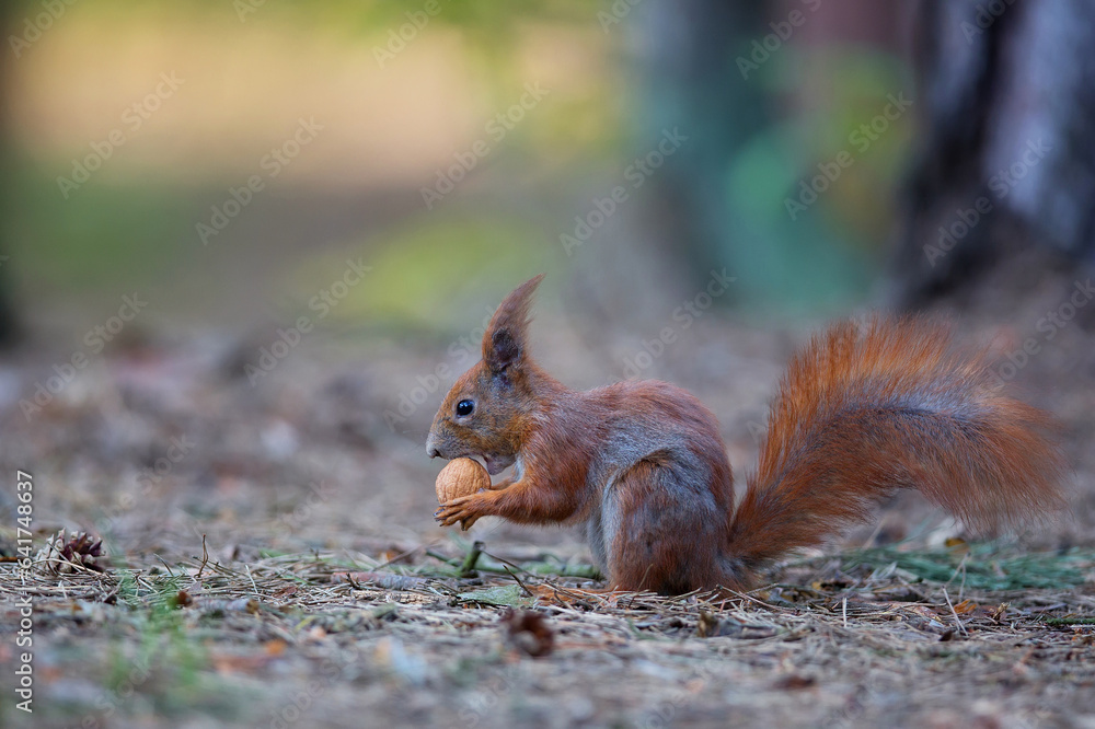 red squirrel with nut in the park red squirrel with nut in the park
