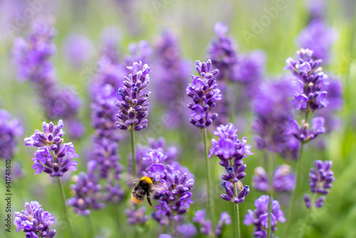 Wildflowers Vivid Purple Lavendel being Pollinated by Both hard working Bumblebees and Honey bees in the Garden of a Home in Sweden.