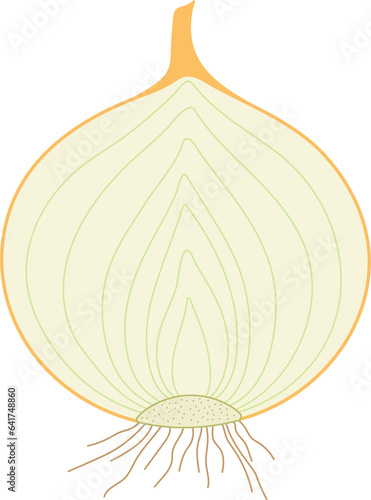 Onion (Allium cepa). Bulb. Longitudinal section. photo