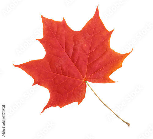 Autumn leaf. Red maple leaf isolated on transparent background.