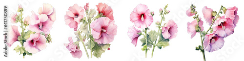 Hollyhock Botanical View On A Clean White Background Soft Watercolour Transparent Background