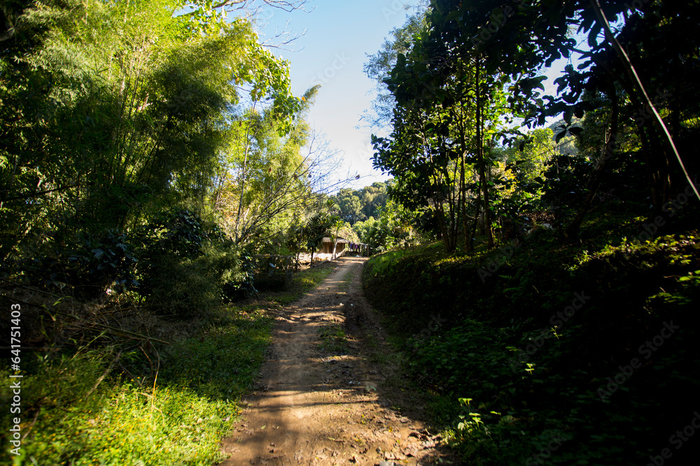 Fototapeta premium Organic coffee plantation in the west of the city of Chiang Mai in Thailand.