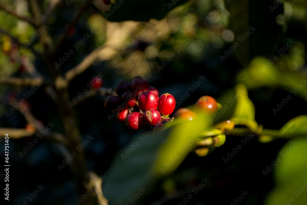 Obraz premium Details of red coffee beans. Organic coffee plantation in the west of the city of Chiang Mai in Thailand.