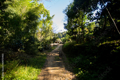 Organic coffee plantation in the west of the city of Chiang Mai in Thailand.