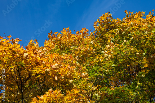 Fototapeta Naklejka Na Ścianę i Meble -  Beautiful maple leaves on a tree in autumn sunny day