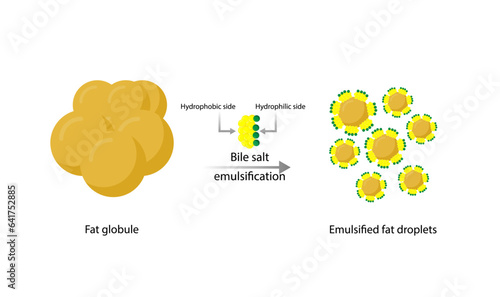 Lipid emulsification, Fat Molecule, Lipid droplets, Lipid Digestion. Bile salt emulsification. Gallbladder. Micelle formation. Colorful scientific diagram. Vector Illustration.