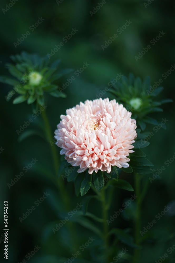 Pink aster flower Pink aster flower