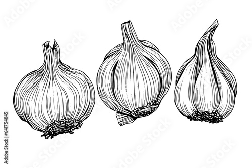 Garlic heads hand drawn ink sketch. Engraving vintage style vector illustration.