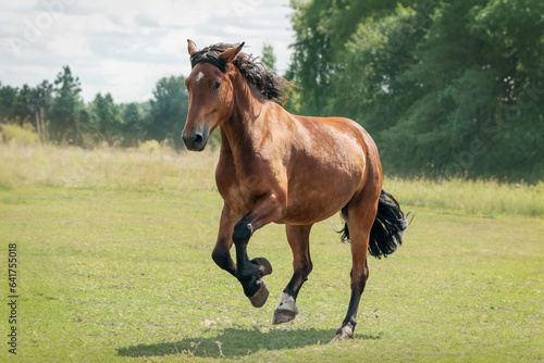 A bay horse with an eye problem runs through a green field