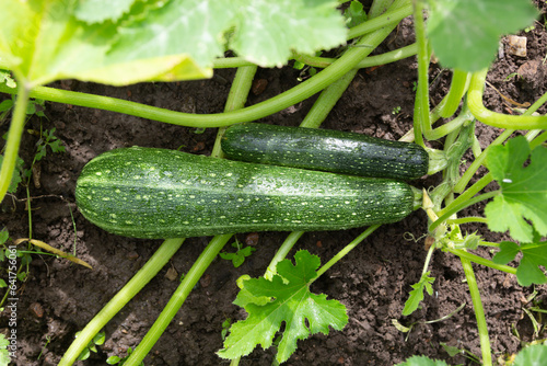 Homegrown zucchini in the vegetable garden - stock photo
