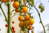 Fresh yellow cherry tomatoes on the tree in the garden, Russia- stock photo