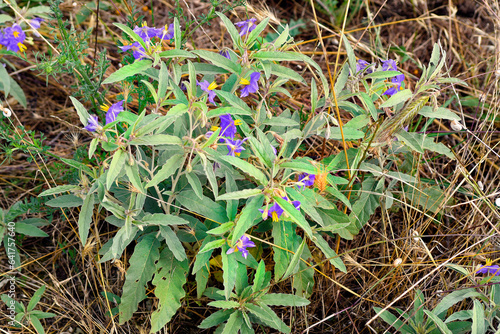 Greece, Botany, silverleaf nightshade photo