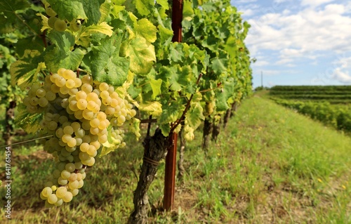 Ripe Ribolla Gialla grape hanging on vine at the beginning of vineyard row