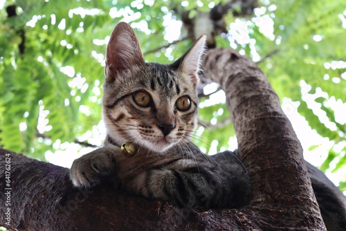 In front of the house, a kitten climbs a gooseberry tree.