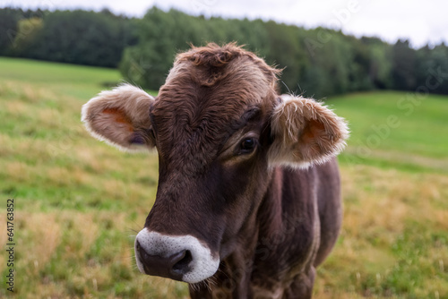 A calf in the field © nehls16321