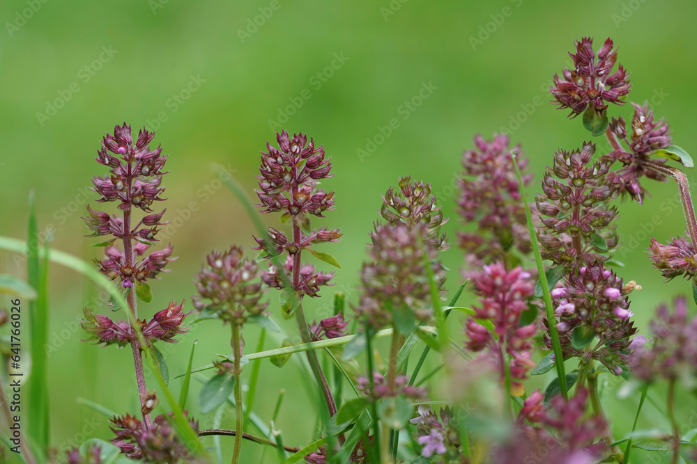 Closeup on blossoming broad-leaved or lemon thyme, Thymus pulegioides against a green background Closeup on blossoming broad-leaved or lemon thyme, Thymus pulegioides against a green background