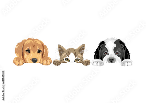 Golden Retriever, cat and Saint Bernard dog are best friends
