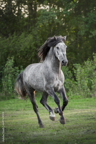 A gray beautiful horse of the Andalusian breed runs at a gallop across the field against the backdrop of the forest