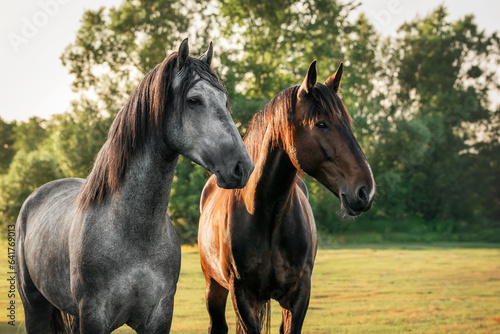 Two beautiful horses stand on the field against the background of the forest and look away © olgajasin