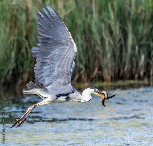 Heron in flight with eel