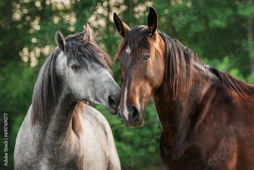 Fotografia Two horses that cutely sniff and kiss each other