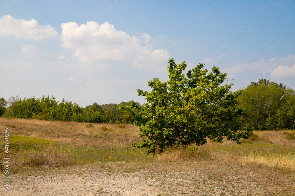 Panorama of a forest with a tree in the foreground