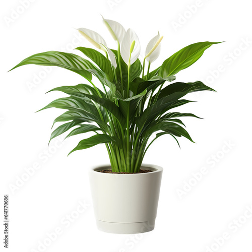 Peace Lily in pot. Tropical decorative house plant for decoration element 