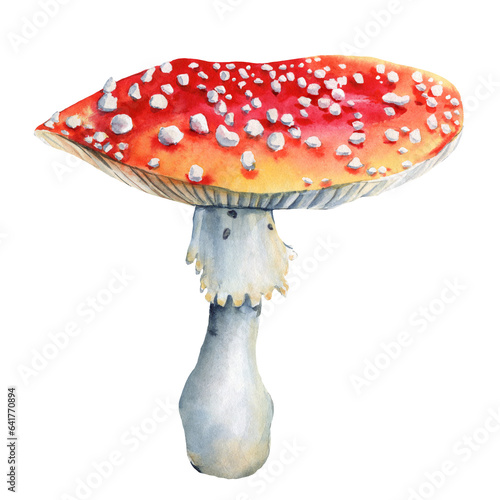 Fly agaric watercolor isolated on white background. Watercolor botanical illustration. Hand-drawn mushroom with red cap